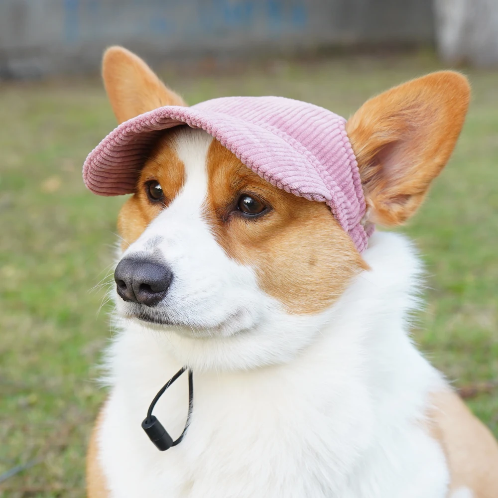équipement pour promenade canine